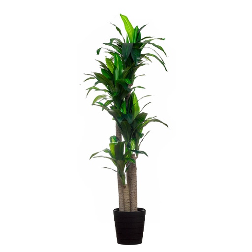 [2005-43417] Planta artificial Dracaena 180 cm