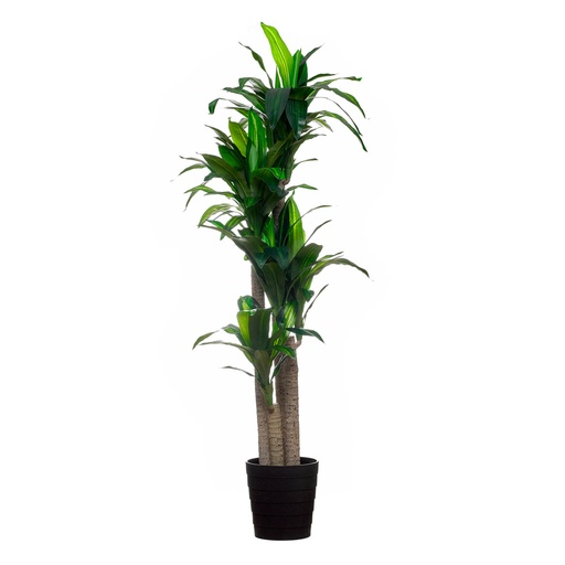 [2005-43301] Planta artificial Dracaena 155 cm