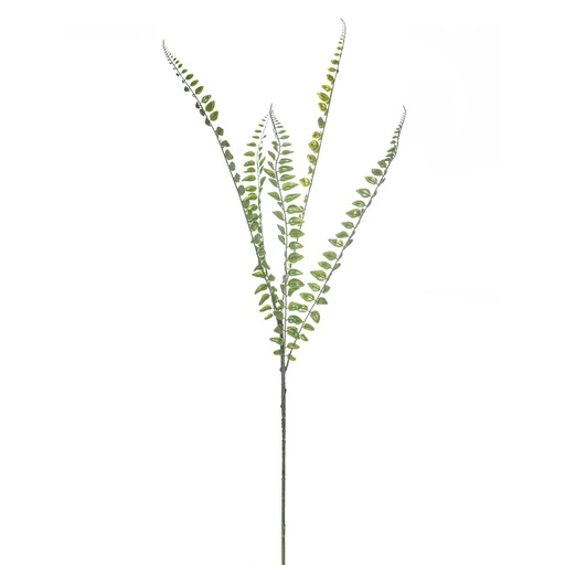 [2005-42172] Fern 5lvs 90cm