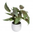 [0023-605453] Planta artificial singonio